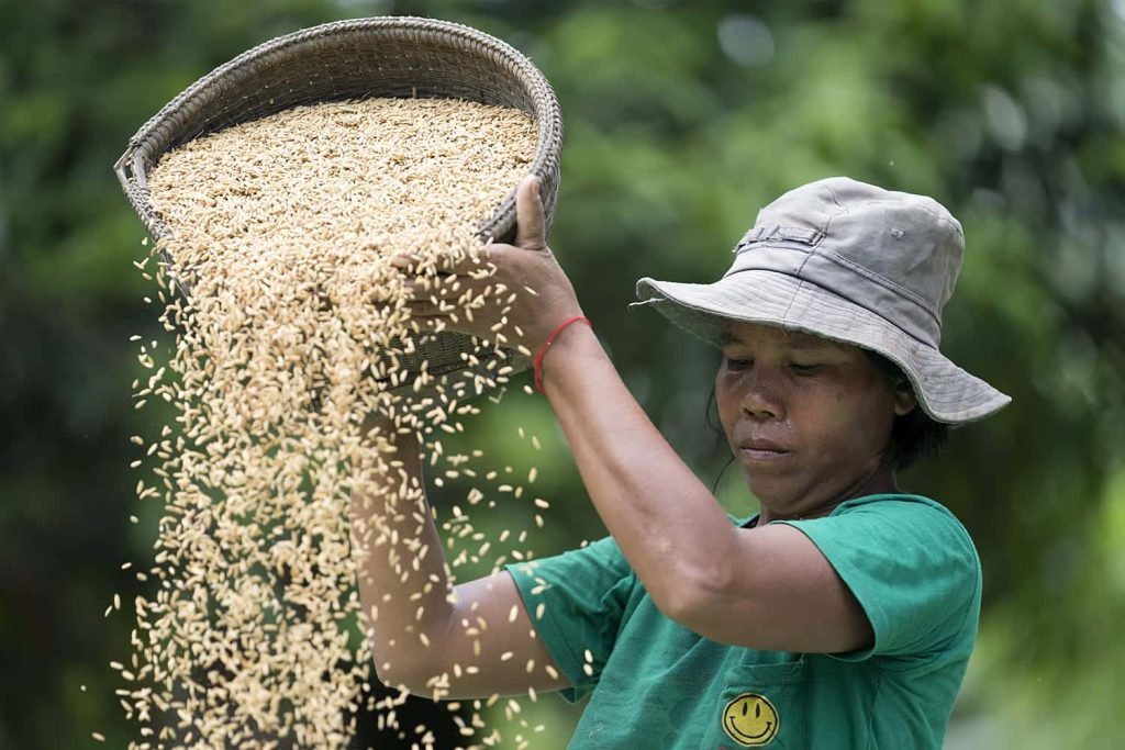 SDGP RiceTechCambodia Adding value to the organic rice sector in Cambodia leading to inclusive growth