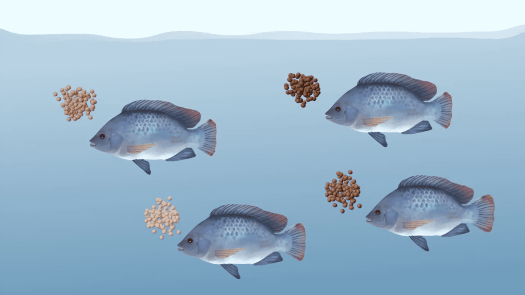 tilapia breeding