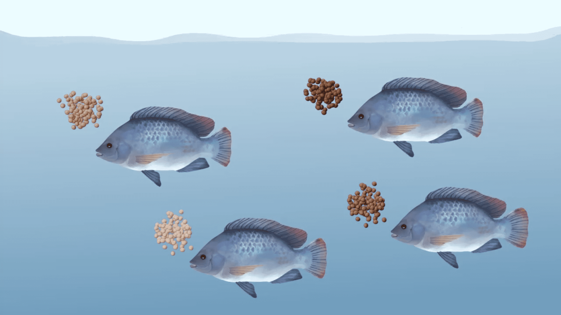 tilapia breeding