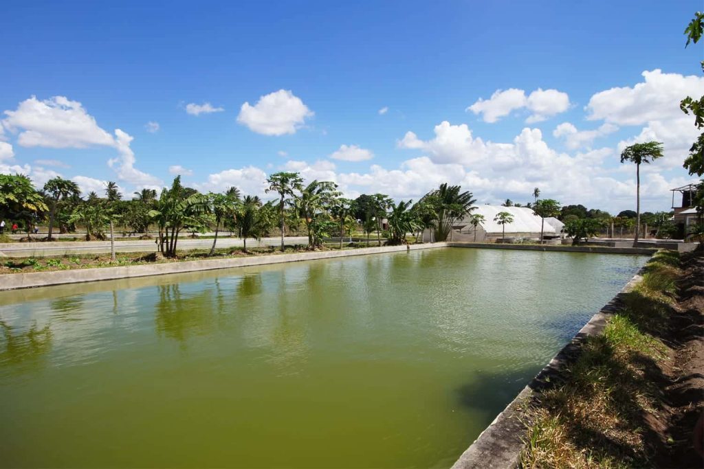 Algae in the grow out ponds