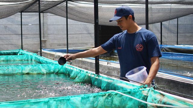 Aquaculture in South East Asia - Feeding fingerlings